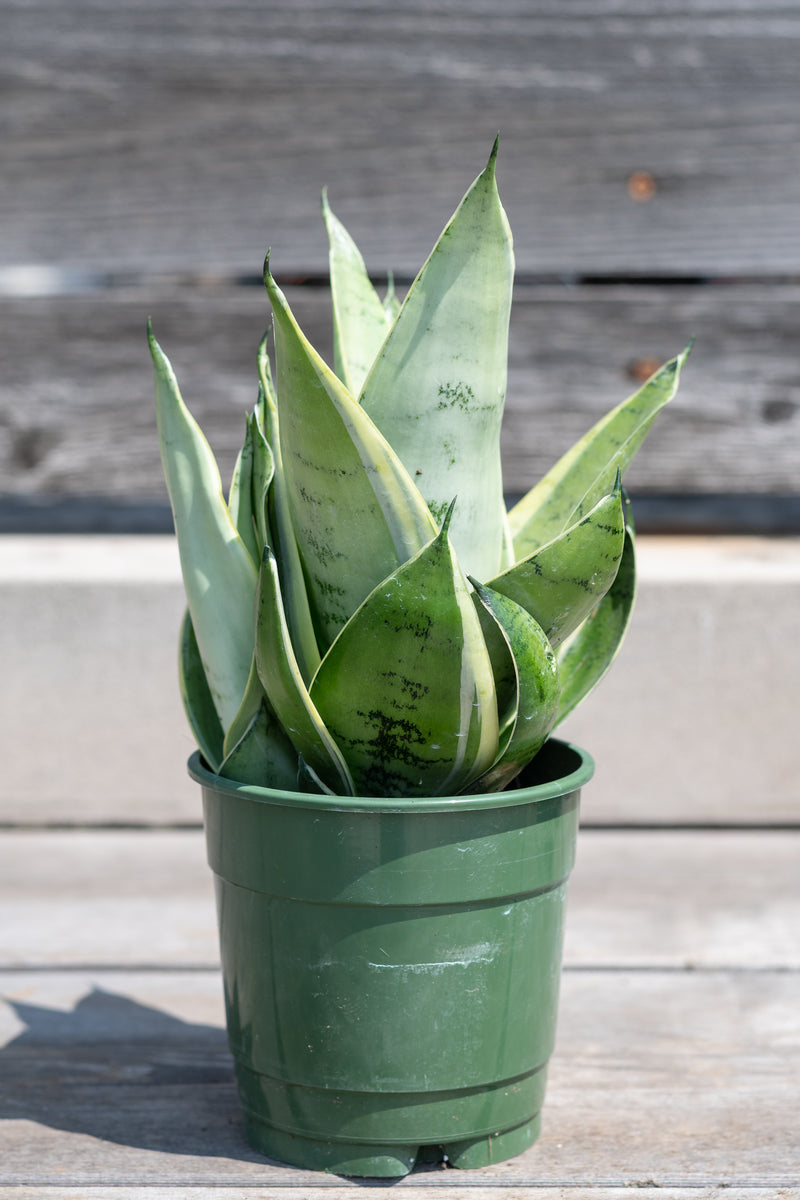 night owl sansevieria height