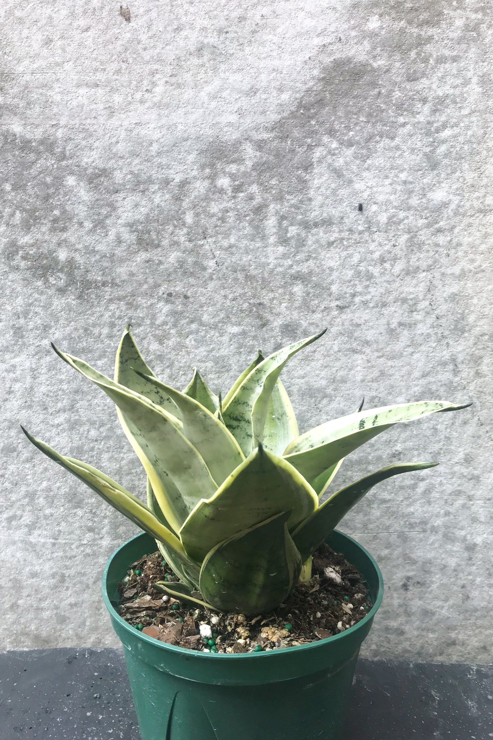 night owl sansevieria