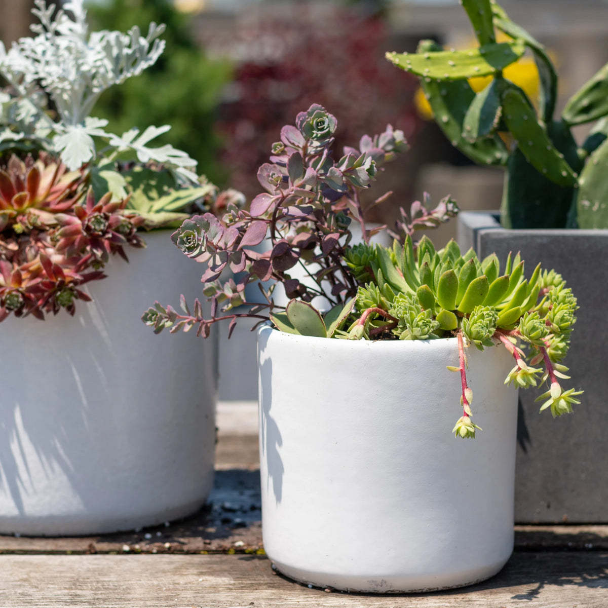 White planters with a variety of succulents planted inside