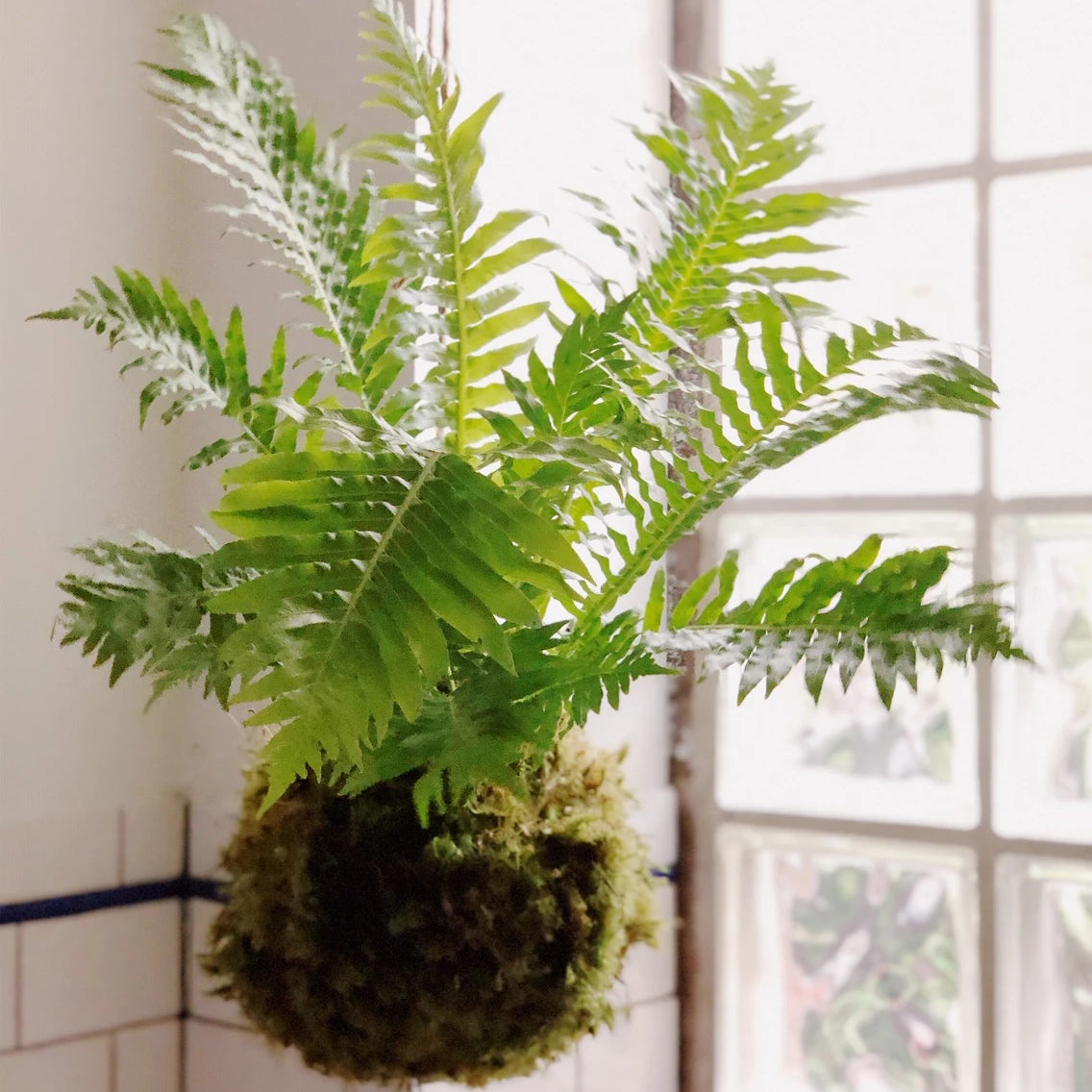 Hanging fern kokedama in front of bright window