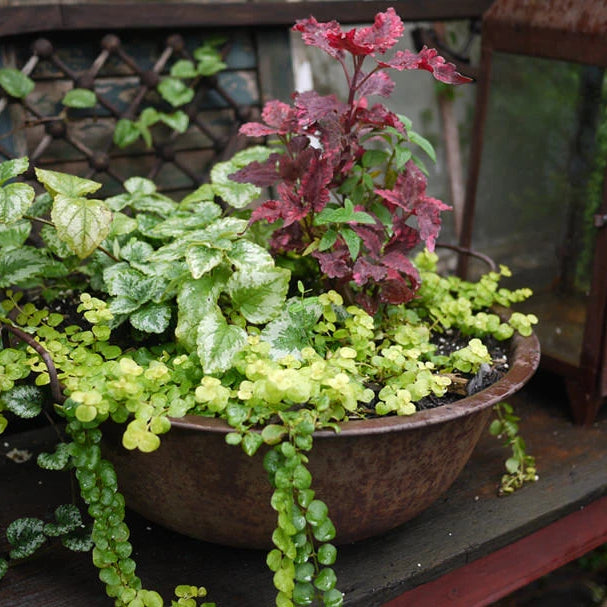 Bowl planter with various green and red annual plants inside