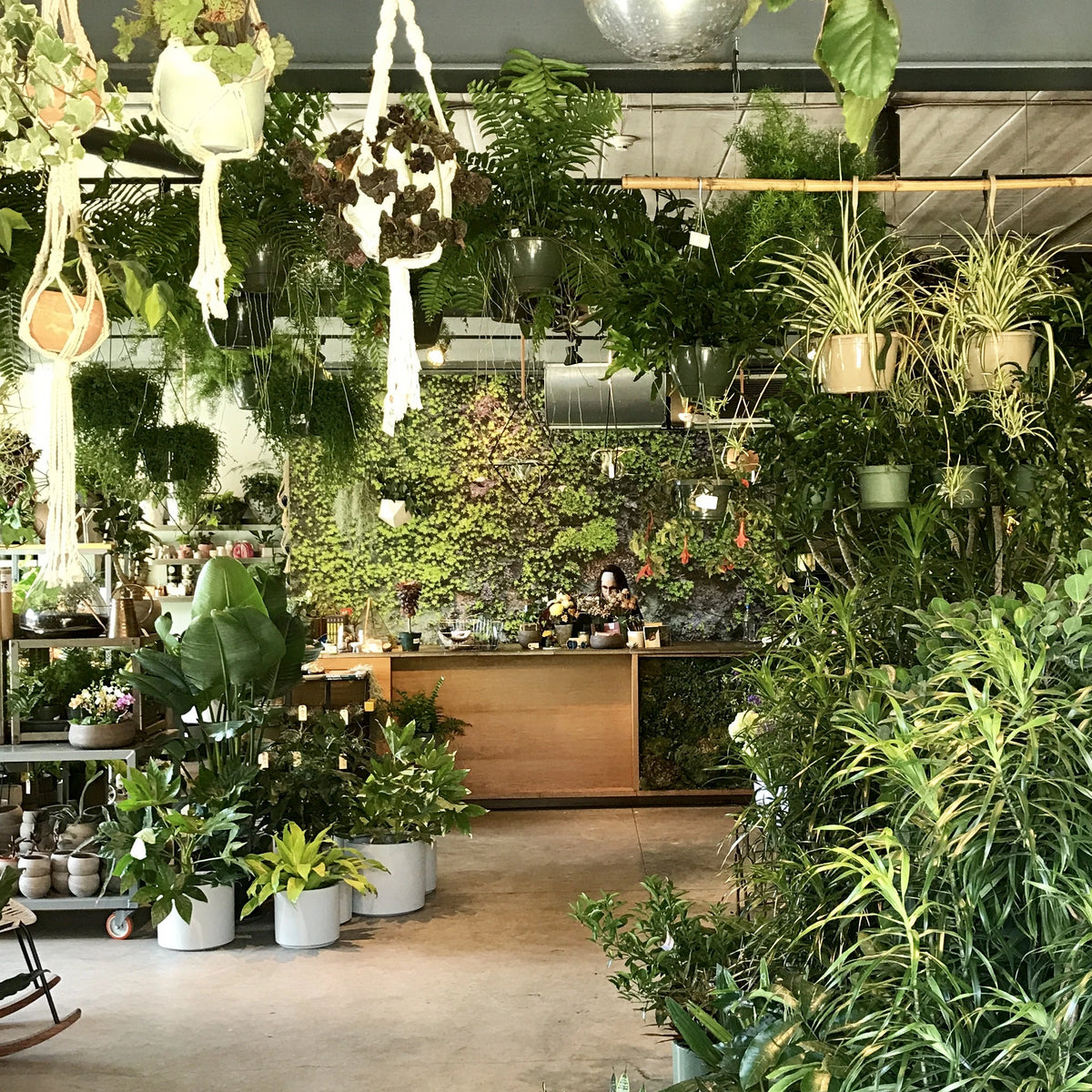 Interior of Sprout Home's garden store facing the register