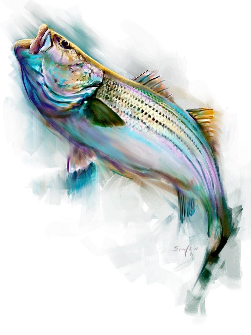 "Striper Rise" Striped Bass Art