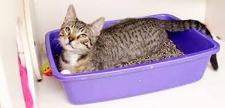 Cat Sitting in Litter Box