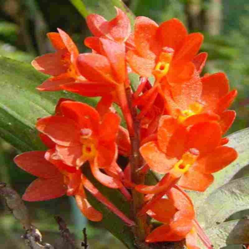 Ascocentrum ampullaceum var. orange sp. – EXOTICA ORCHIDS