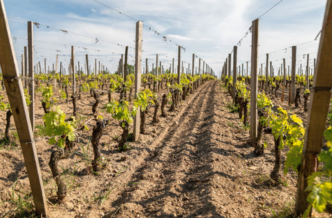 Viñedo de mallorca