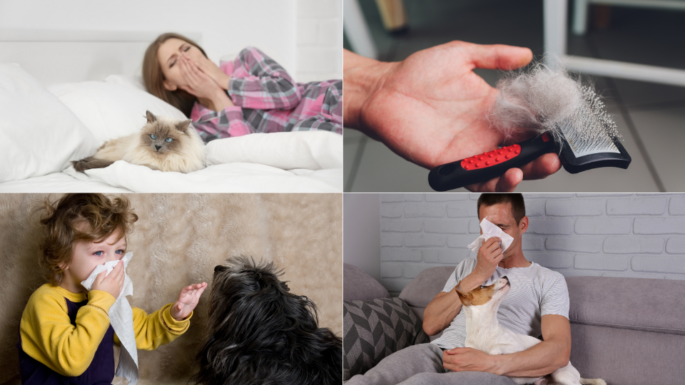 Pet/Animal Allergies – Allergy Life Australia
