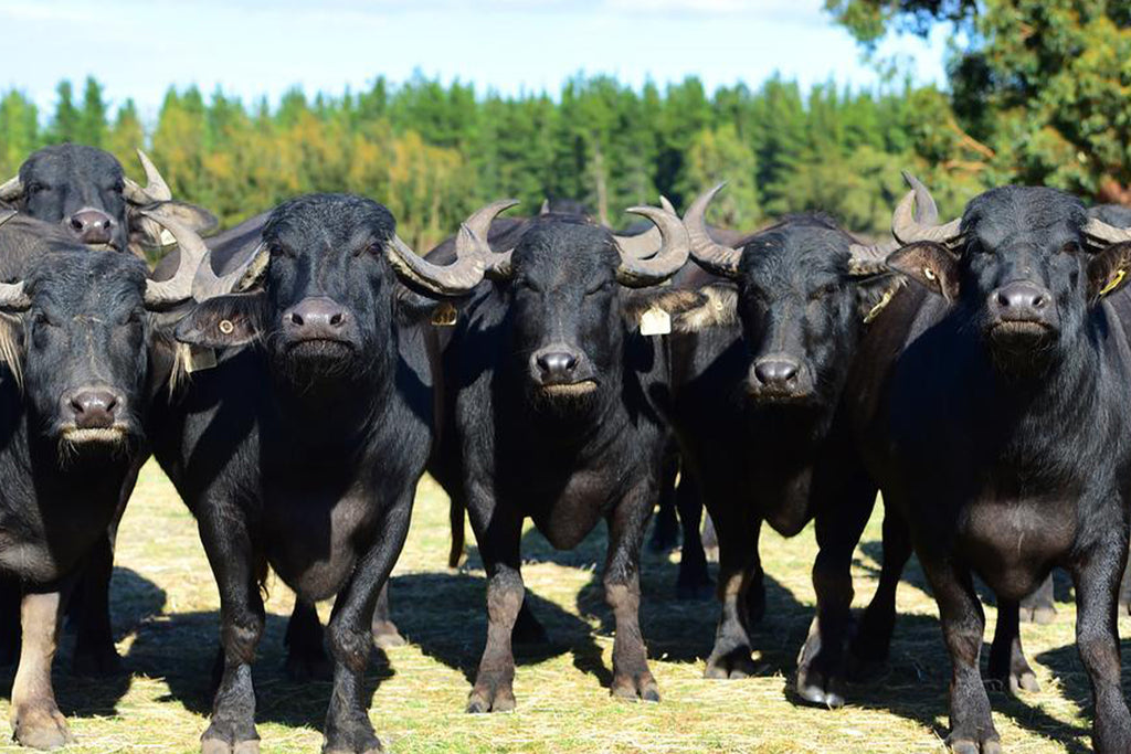 Cooking with Buffalo 