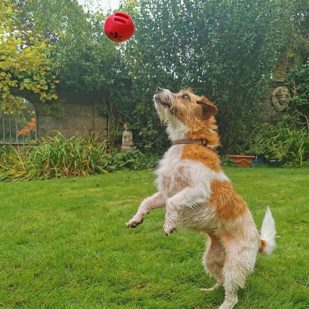 The Brick  Frogg Tough Natural Dog Toys