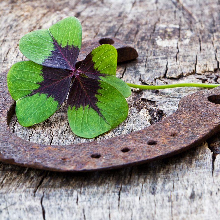 Superstitions busted: Four-leaf clover