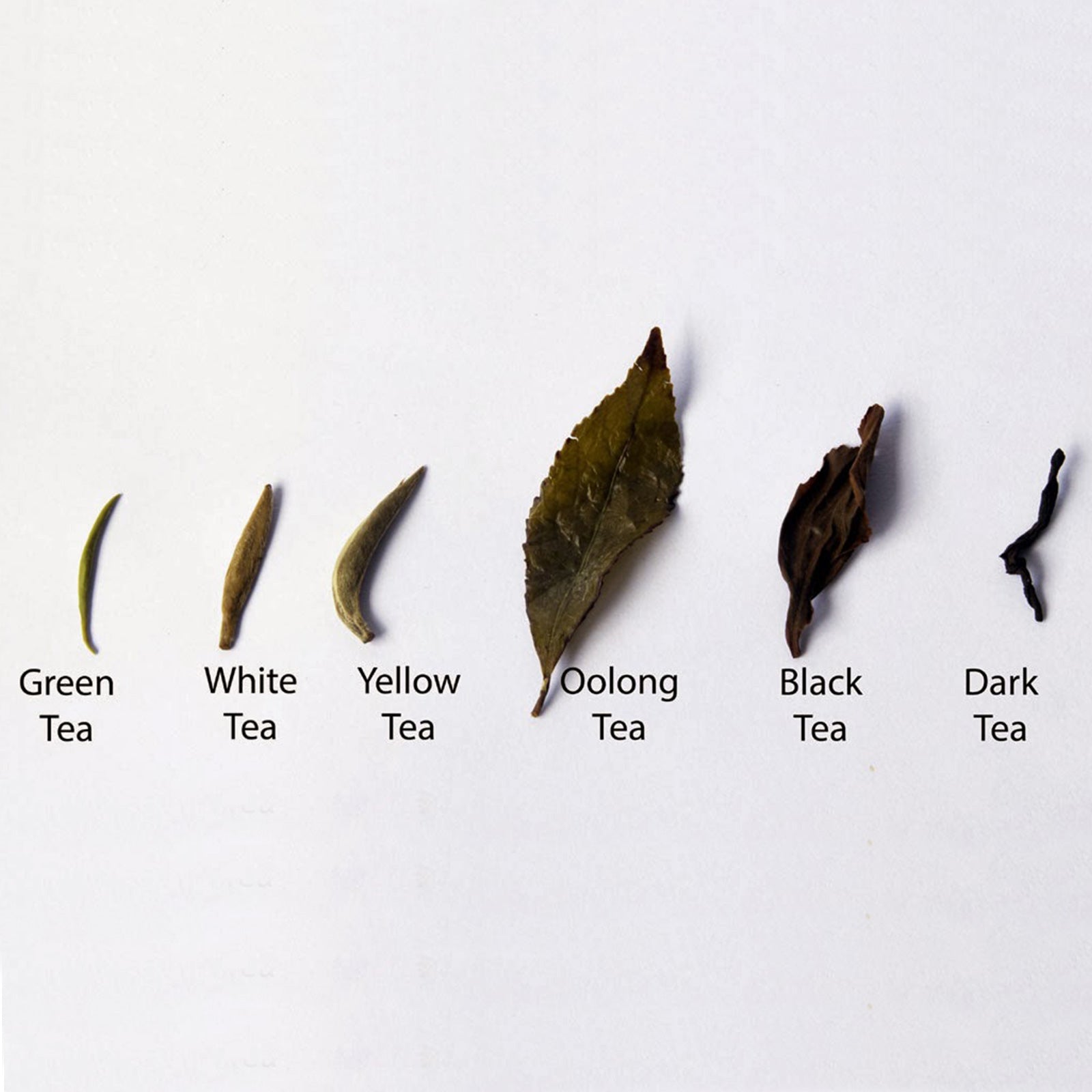 Types of loose tea leaves
