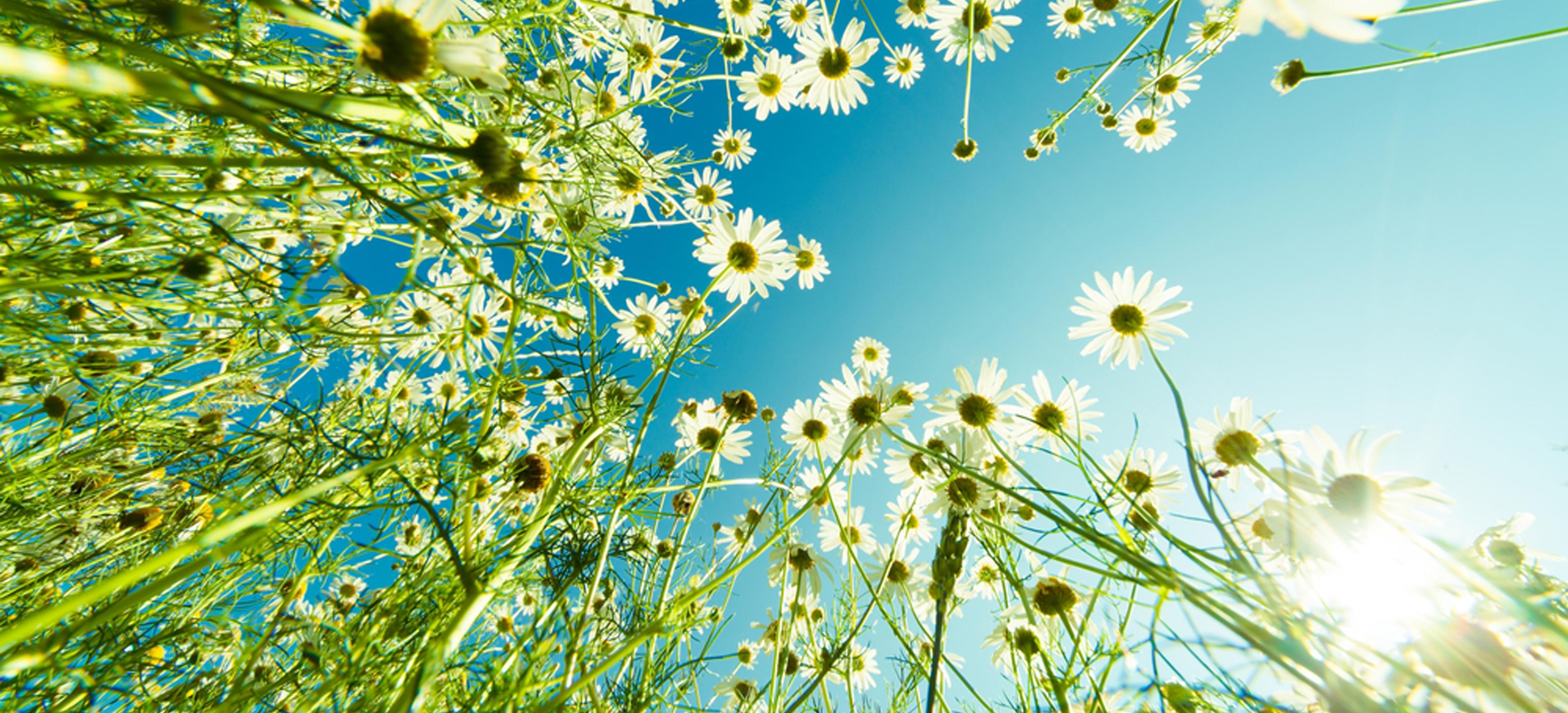 Camomile flowers