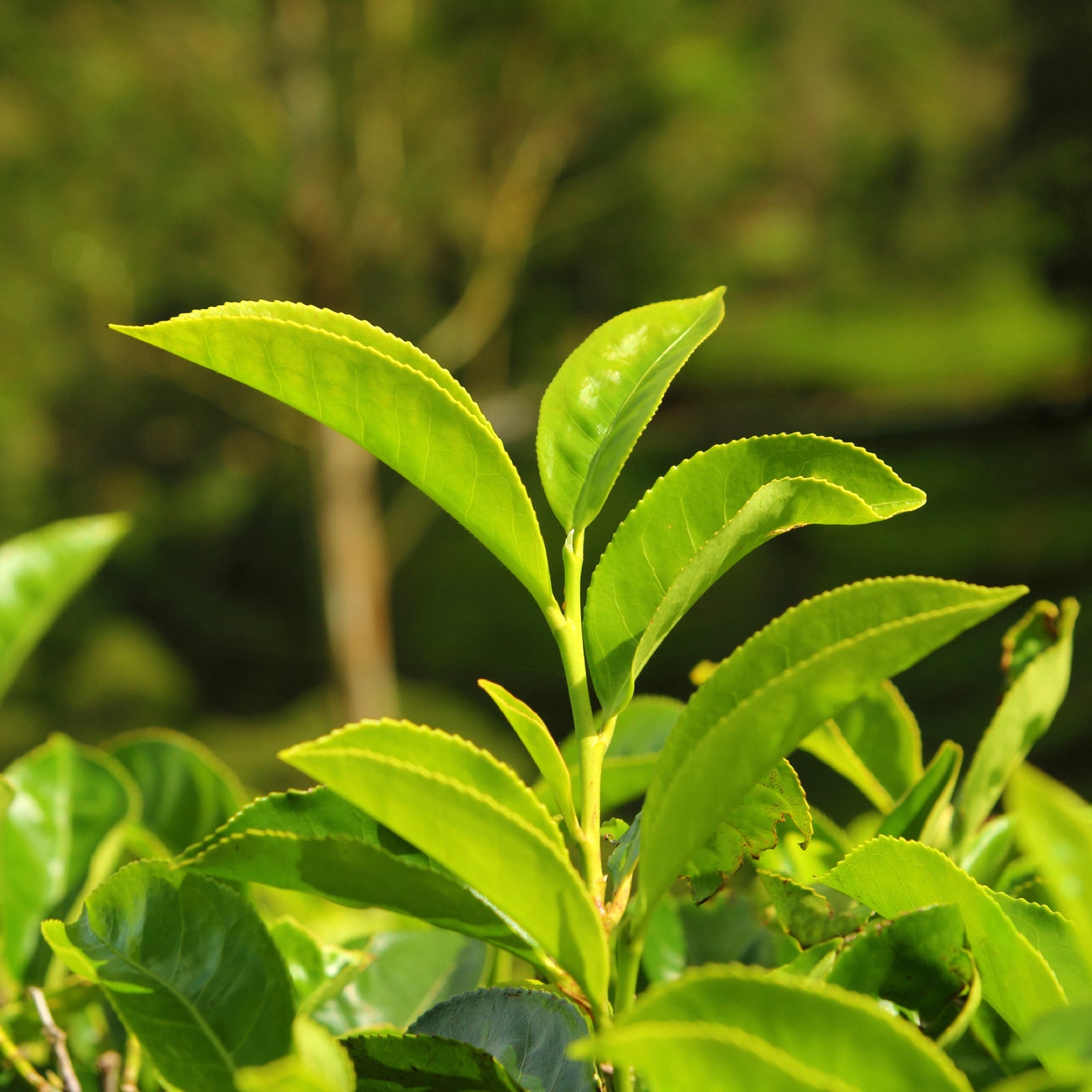How Is Green Tea Made? 