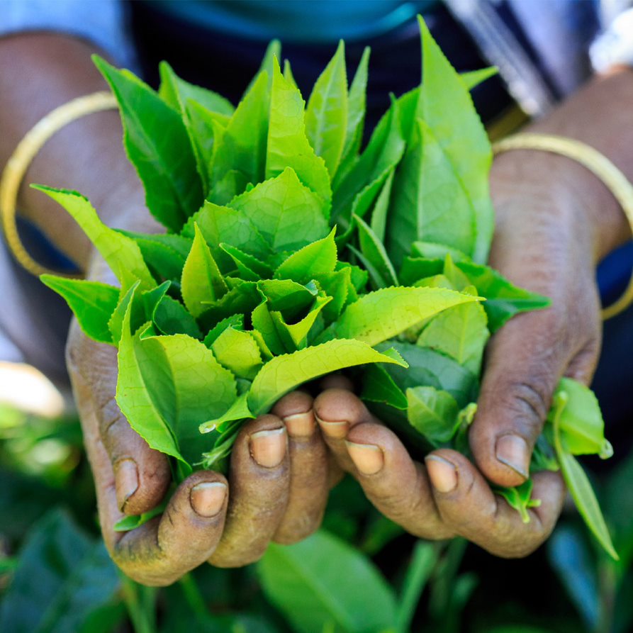 What Is a Tea Category?