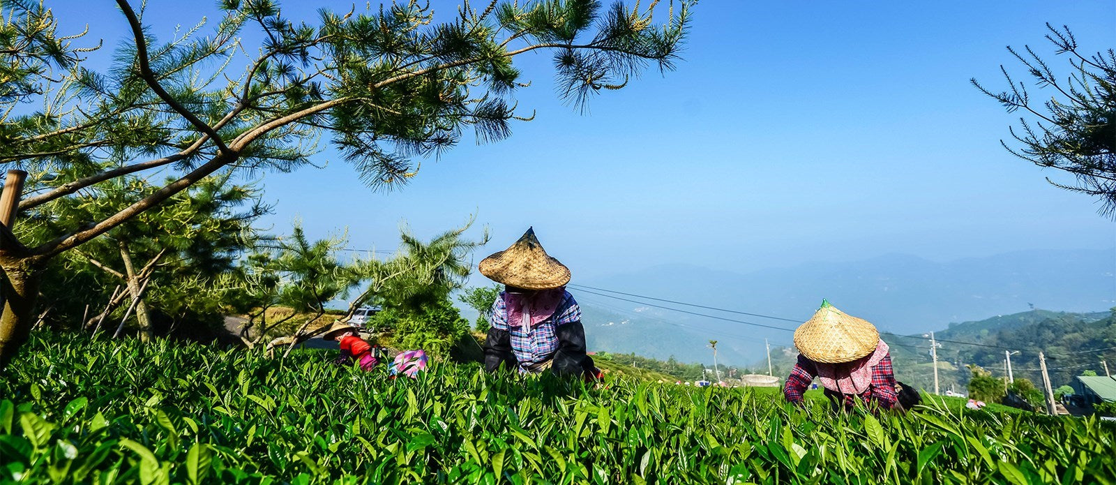 Plucking Oolong Tea