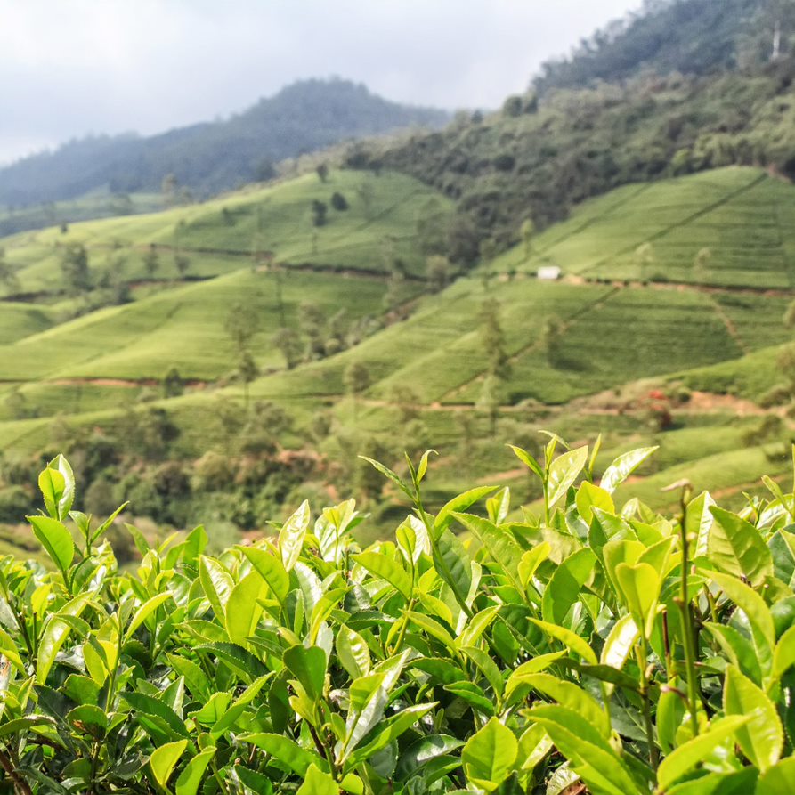 Camellia sinensis