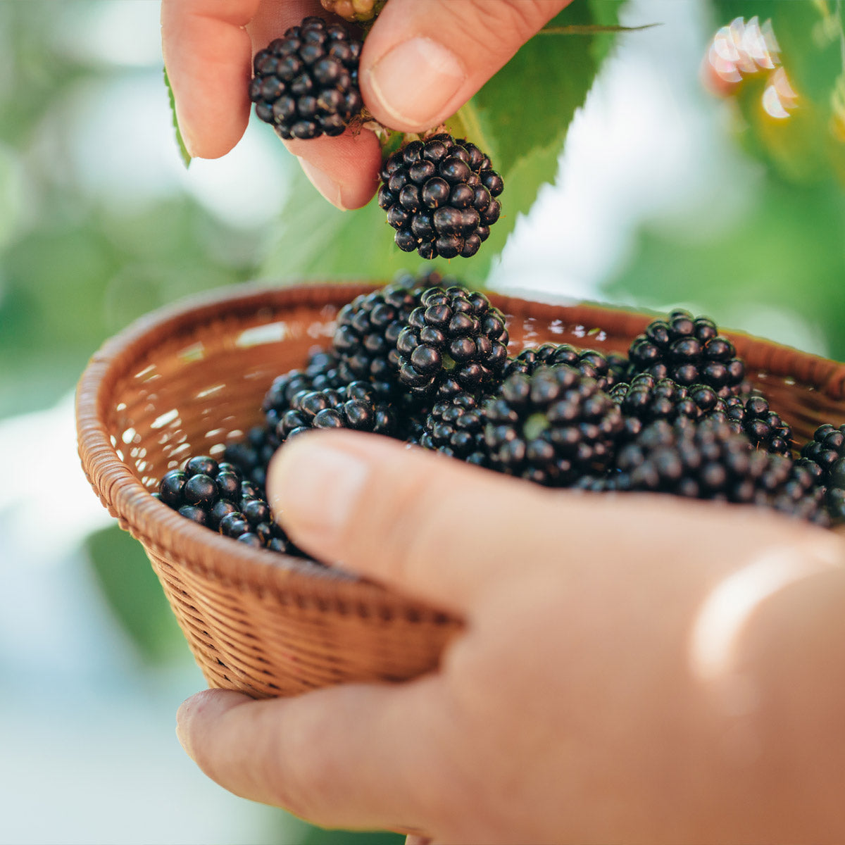 Picking ripe blackberries