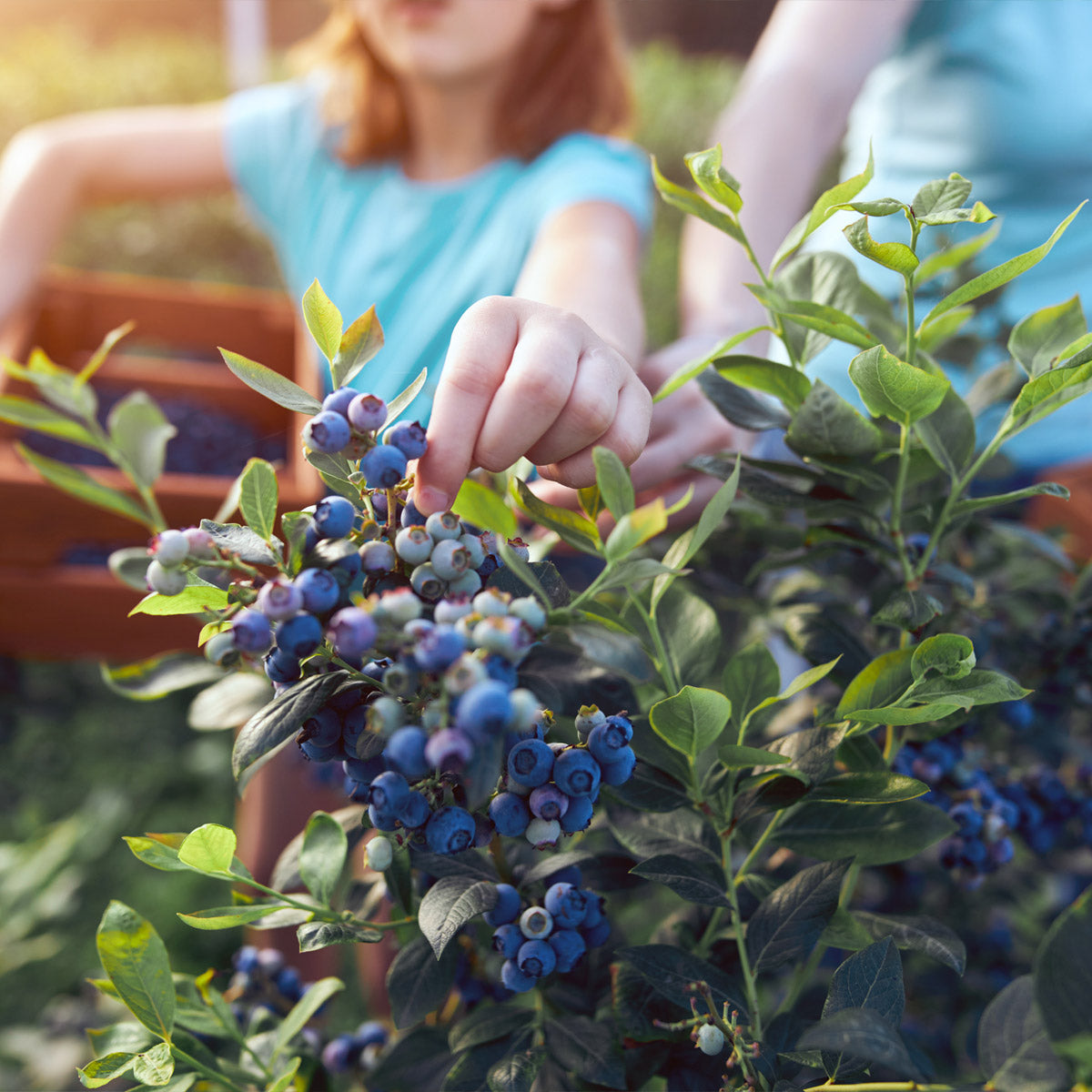 Foraging wild berries