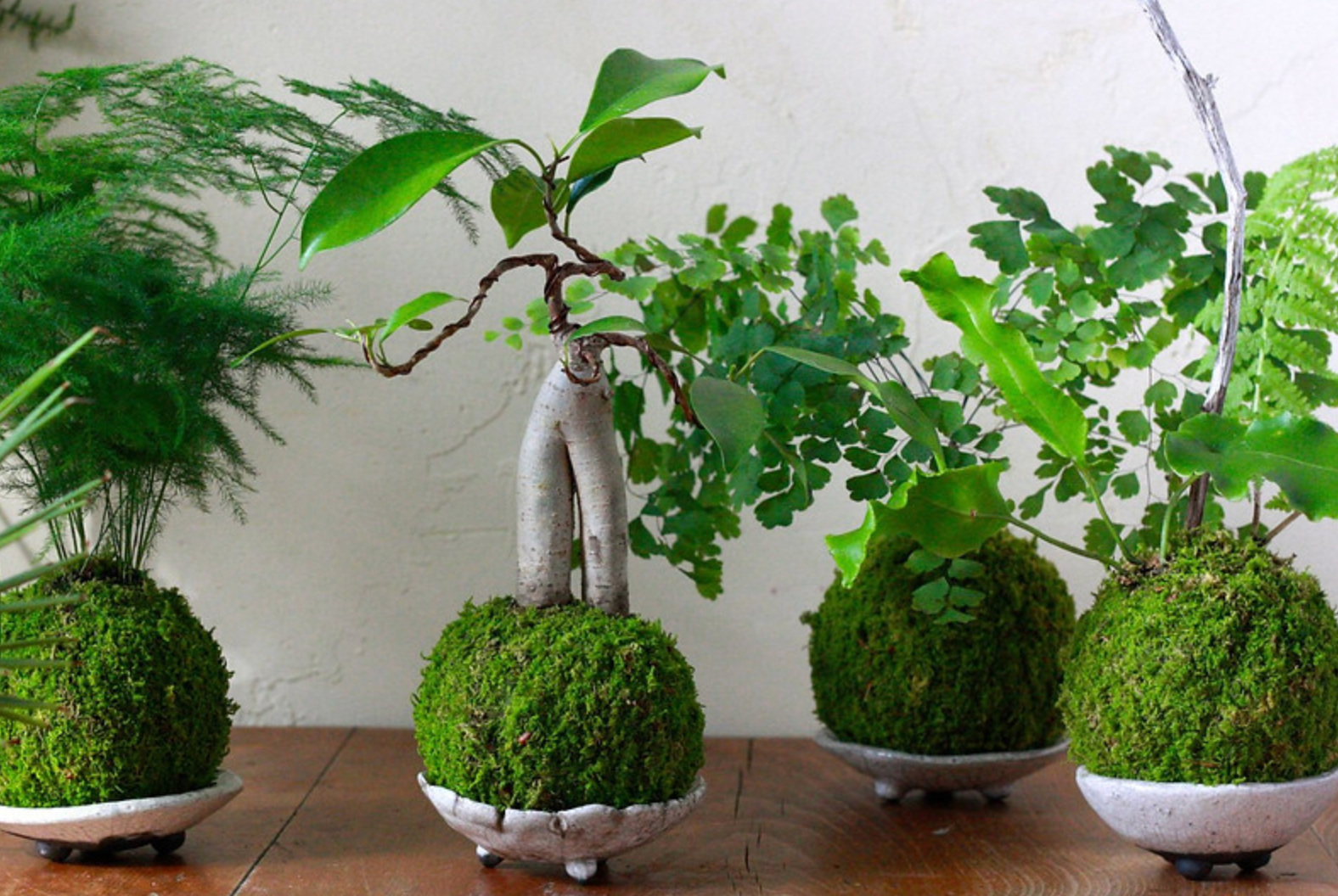Kokedama Ball