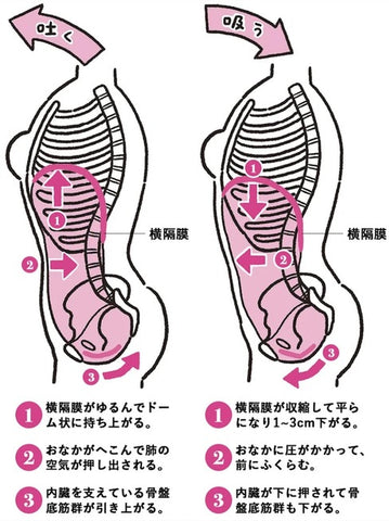 横隔膜を鍛えよう 初心者でもできる横隔膜ダイエット法を医師が解説 Aoiro Shop