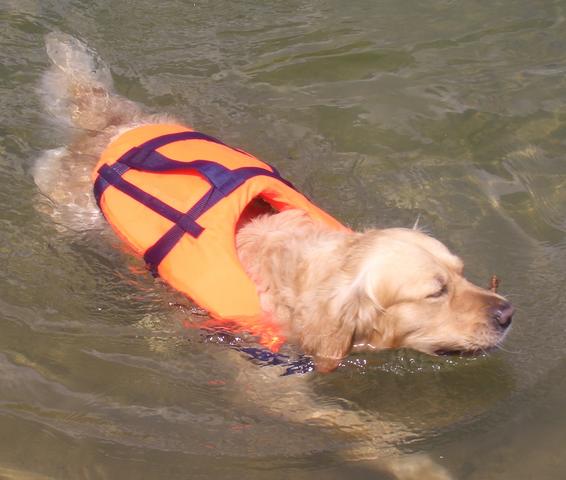 Seilflechter Hondenzwemvest met grijplijn, S (4-8 kg)