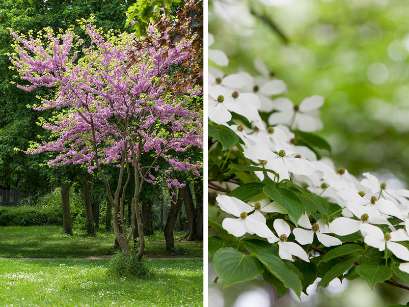 Ampère onwettig pastel Bomen voor een kleine tuin | May & June – MAY & JUNE