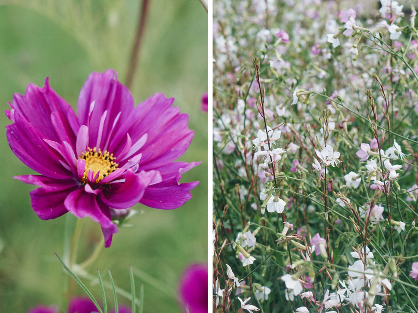Kleur in je tuin? Combineer vaste planten eenjarige bloeiers | MAY & JUNE