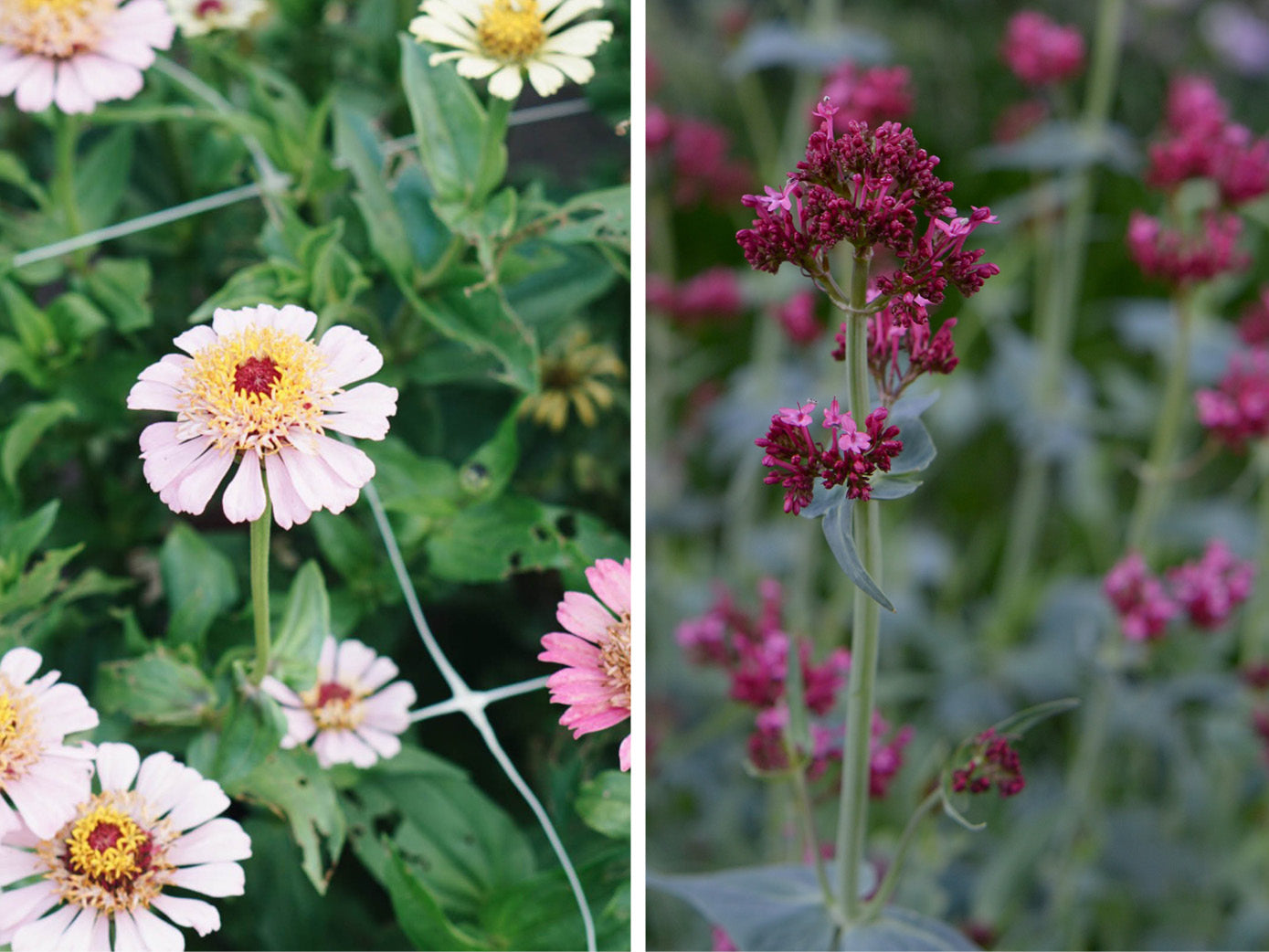 verachten Vergissing Momentum Kleur in je tuin? Combineer vaste planten met eenjarige bloeiers | MAY &  JUNE