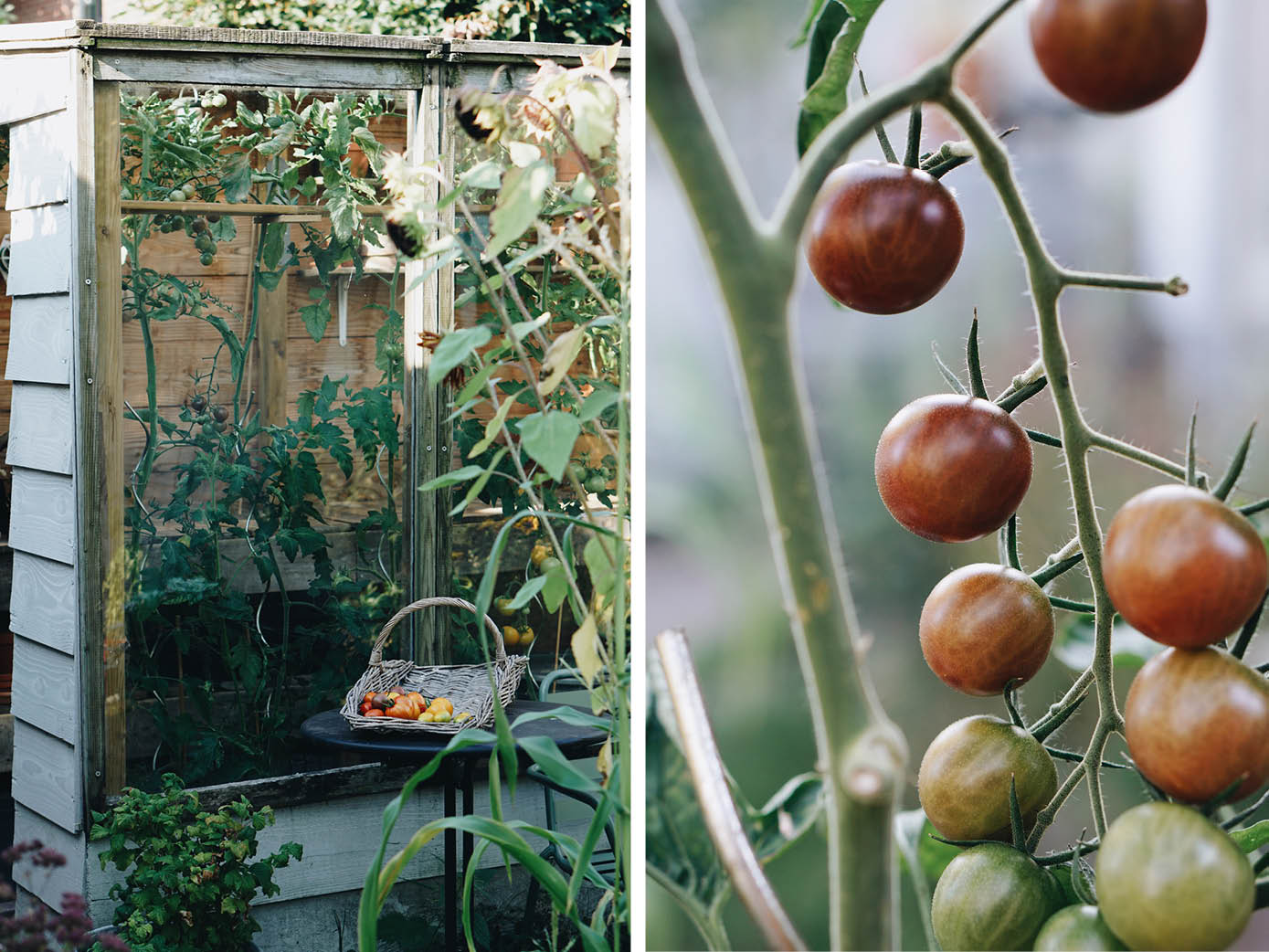 Tomaten in de kas