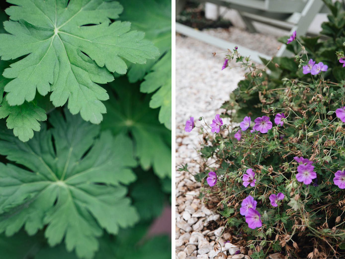 Correlaat groep halfrond Wat je nog niet wist over bodembedekkers | MAY & JUNE