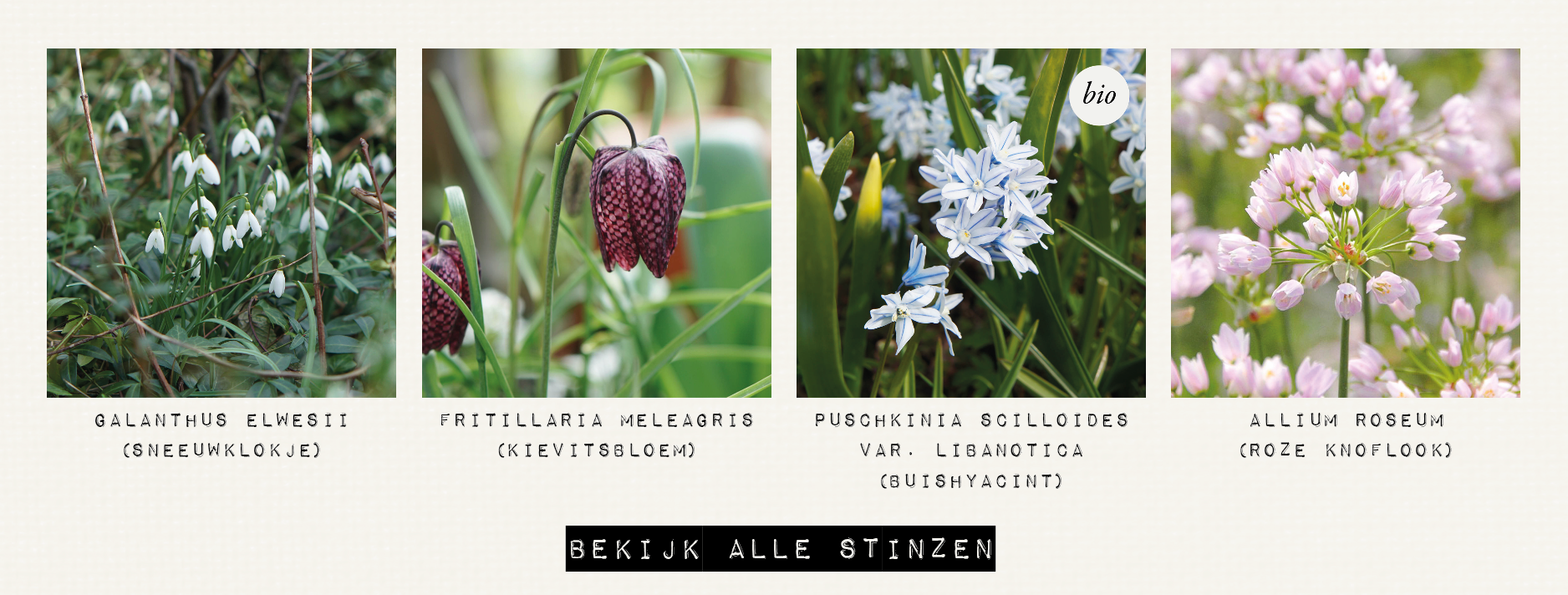 Shop stinzen bij May & June