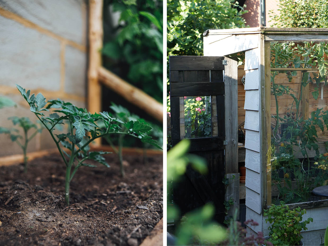 Bloody identificatie Aan het liegen Zo kweek je tomaten in eigen tuin | MAY & JUNE
