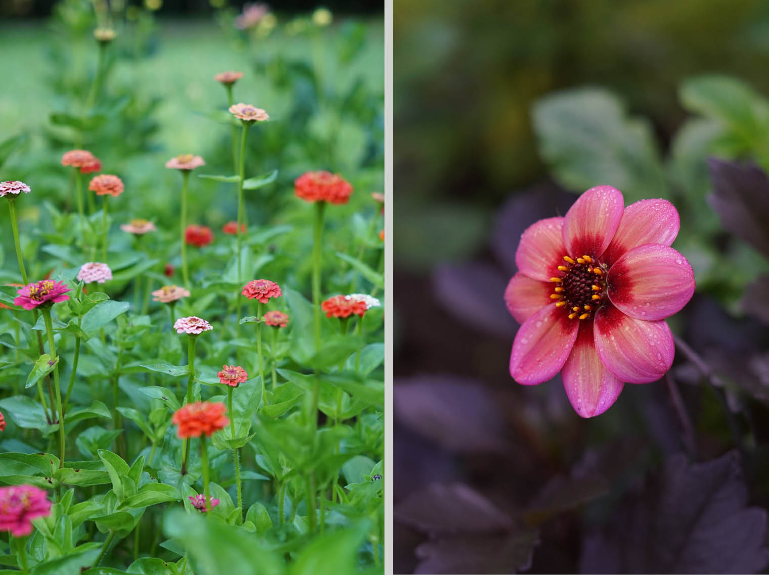 Zinnia's en dahlia's