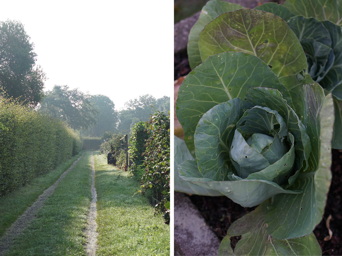 Zelfoogsttuin bezoeken