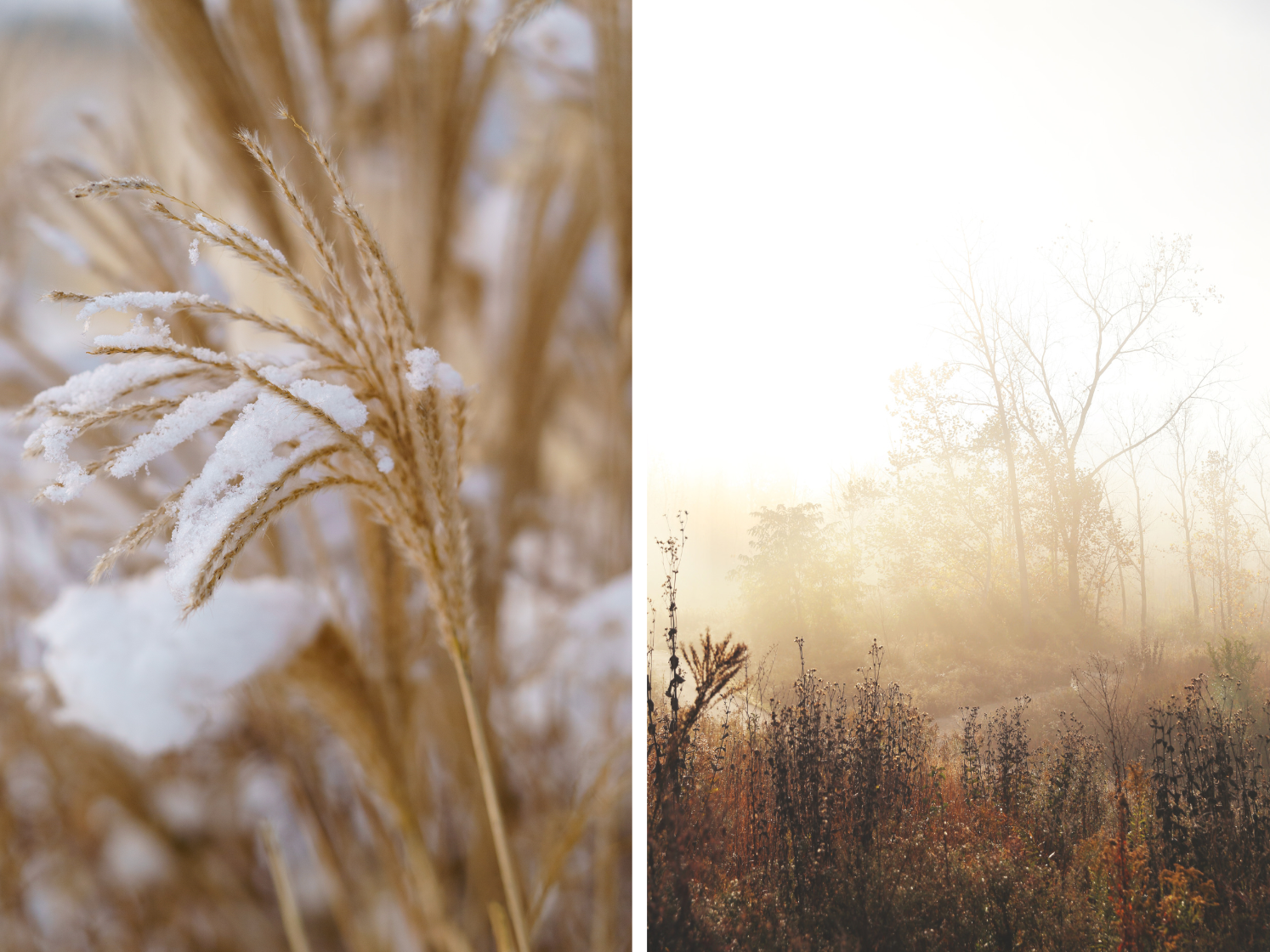 Planten met wintersilhouet