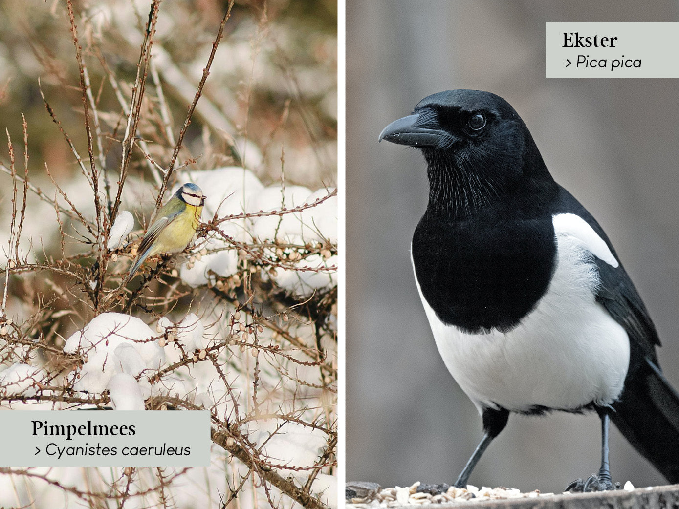 Zo herken je vogels in de tuin