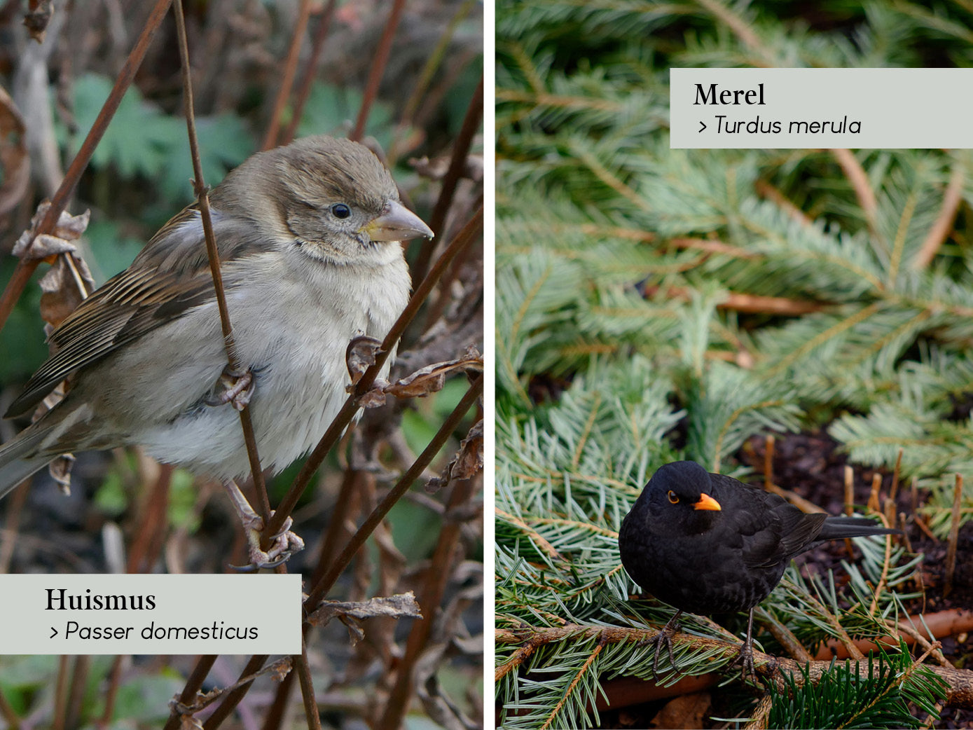 Zo herken je vogels in de tuin