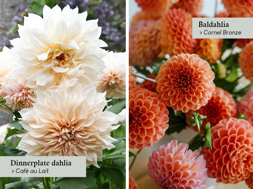 Dinnerplate dahlia: Café au Lait