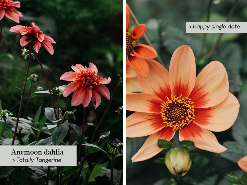 Anemoon dahlia: Totally Tangerine