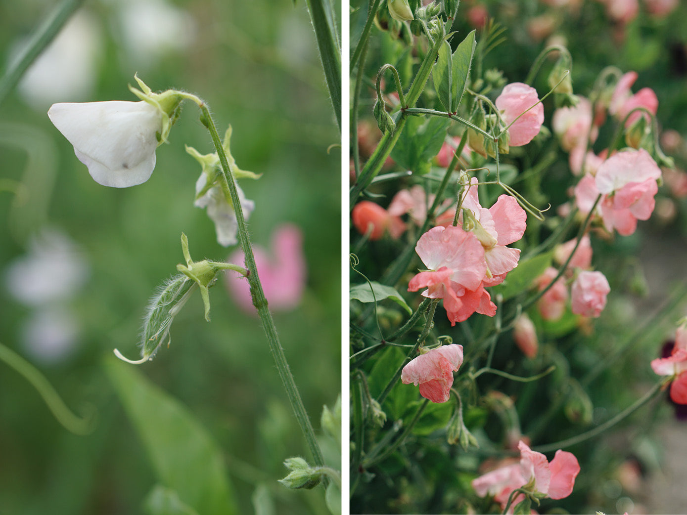 Lathyrus zaaien