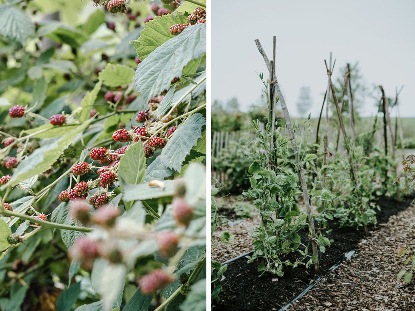 (her)ontwerp je tuin met deze praktische tips