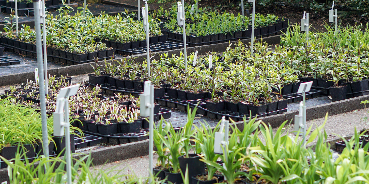 planten kwekers in Nederland en België | Onze | MAY & JUNE