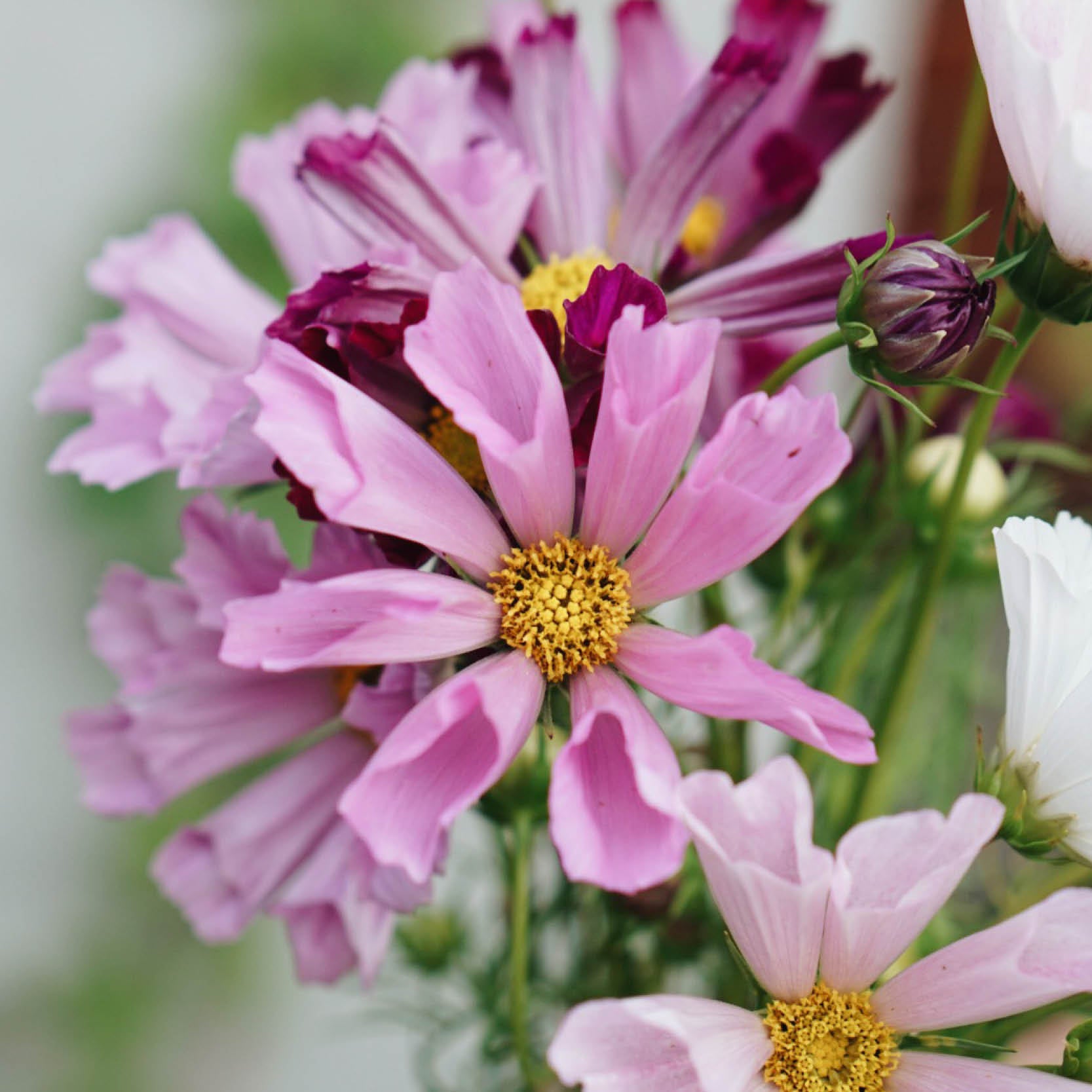 Cosmos bipinnatus 'Mélange de coquillages' | Cosmétiques | MAI JUIN – MAY &  JUNE