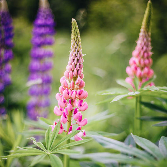 Lupine | MAY &