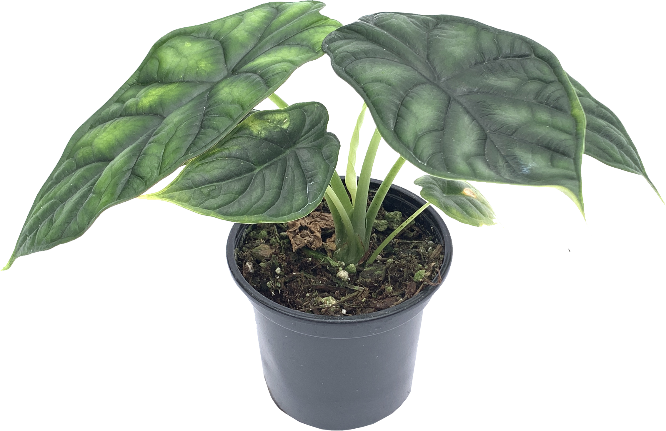 Orelha De Elefante - Alocasia Cuprea 'Red Secret' - VIPLANT