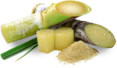 Sugar cane to indicate vegan squalane, which is derived from sugar cane.