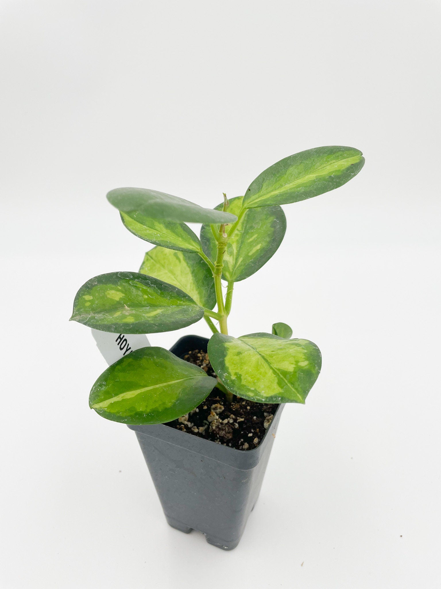 2in or 4in Hoya Australis LISA | Wax plant |  Hoya Houseplant | Indoor Hoya Wax Plant | Beginner Houseplant | Easy to care for houseplant