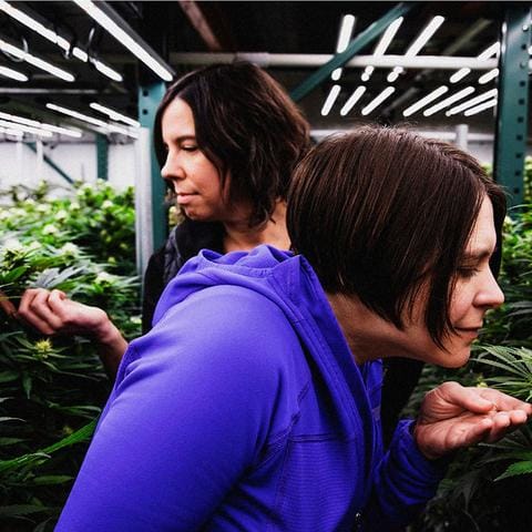 mujeres en la hitoria del cannabis moderno