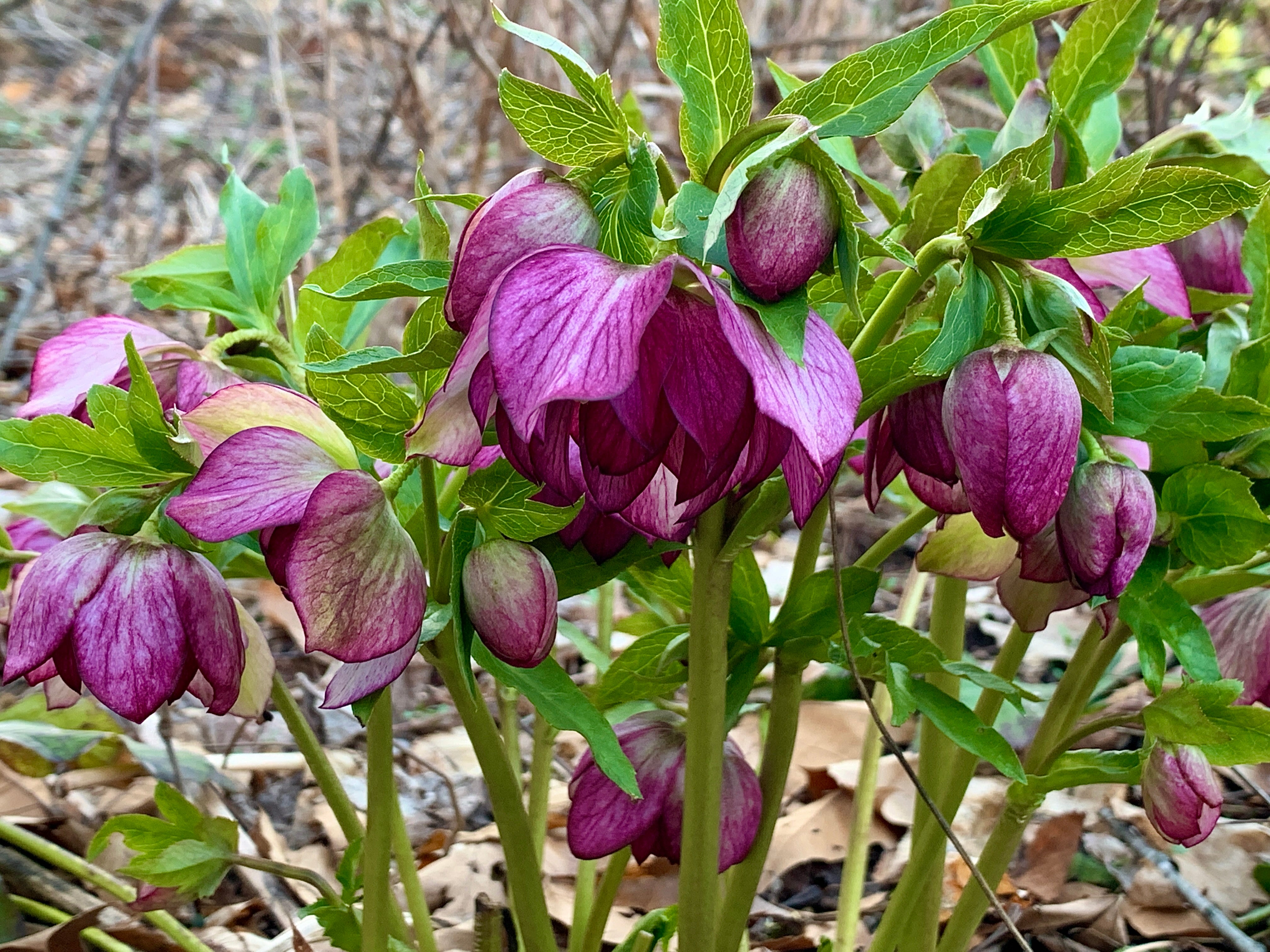 Hellebore flowers bloom in early spring.