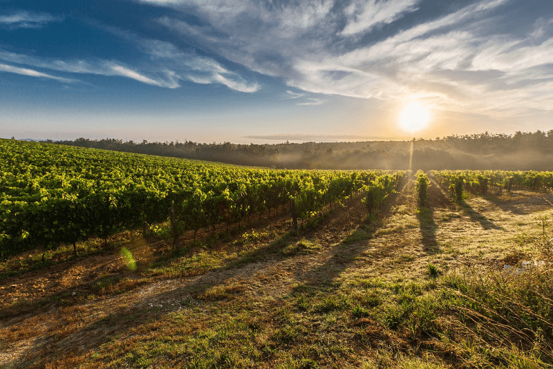 Weinberge in Baden bei Sonnenschein